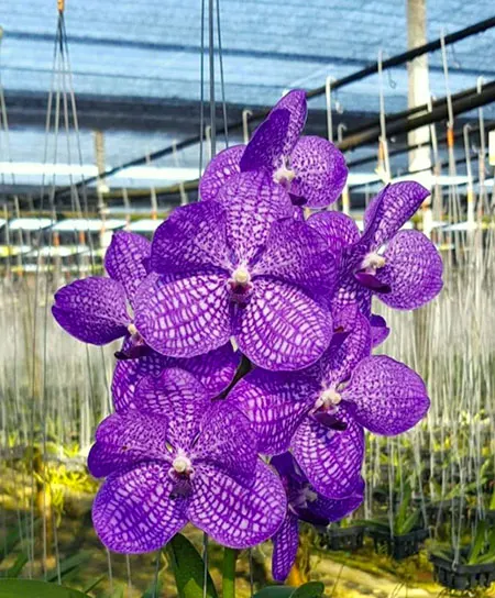 Vanda Pakpanung Blue