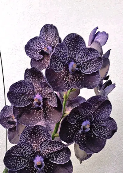 Vanda Fantastic Fantasy x Kulwadee Fragrance