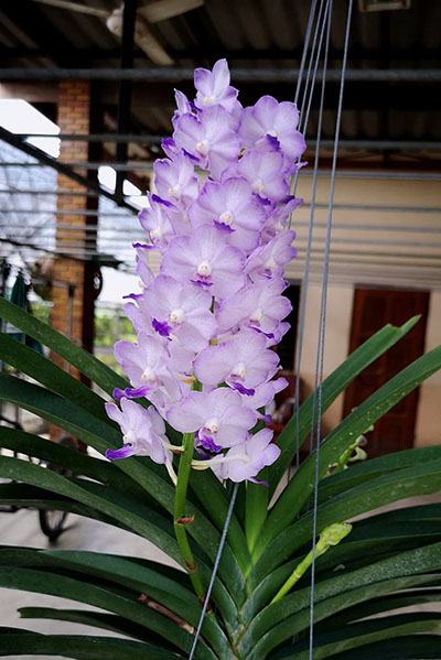 Vanda Bangsia Green x Rhynchostylis coelestis blue