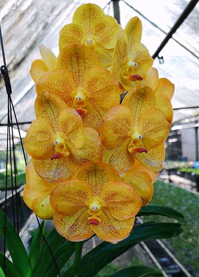Vanda Somsri Thai Spot