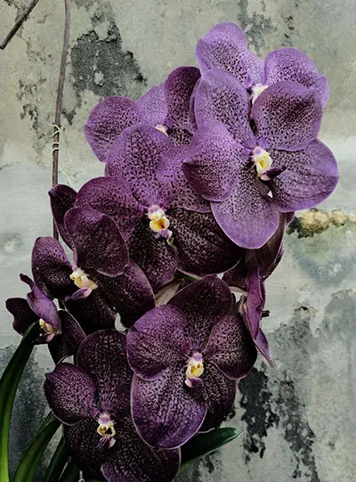 Vanda Pitchaon