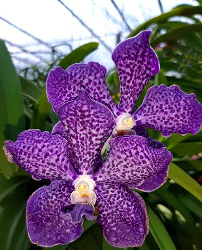 Vanda Mimipalmer x Robert Blue