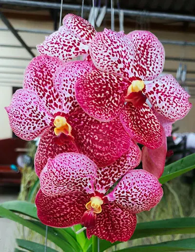 Vanda Kultana Gold x Kultana Scarlett