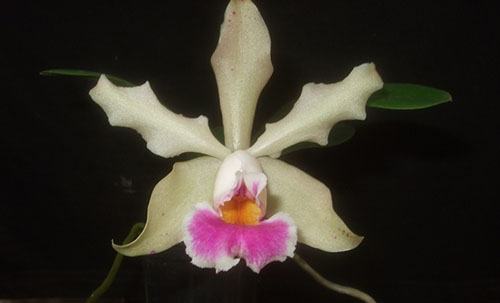 Cattleya schilleriana dark x Laelia alaorii alba