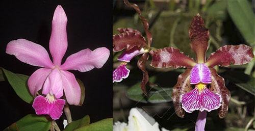 Cattleya Pittiae x Cattleya schilleriana