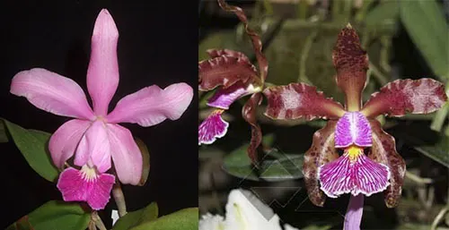Cattleya Pittiae x Cattleya schilleriana