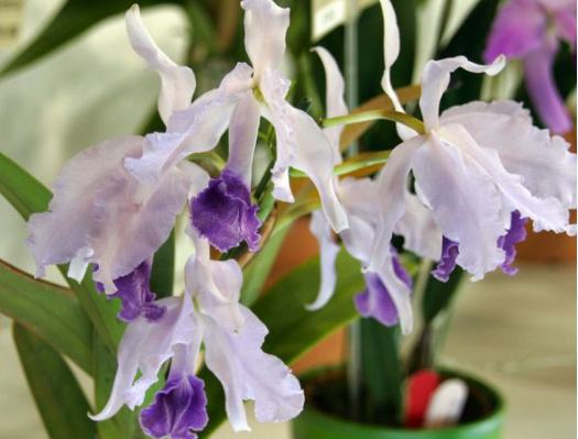 Cattleya lawrenceana coerulea 'Aulisi'