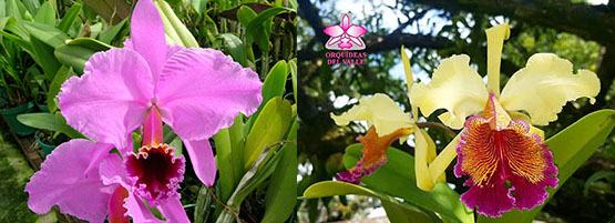 Cattleya Eva's Fabula Traviesa (persivaliana x dowiana)