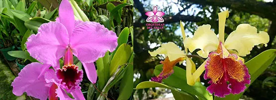 Cattleya Eva's Fabula Traviesa (persivaliana x dowiana)