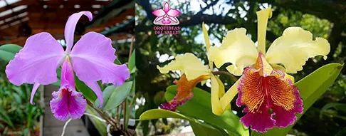 Cattleya Ned Nash (jenmanni x dowiana aurea)