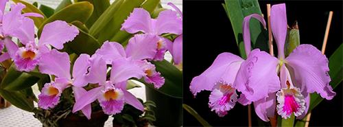 Cattleya Suzanne Hye (gaskelliana x mossiae)