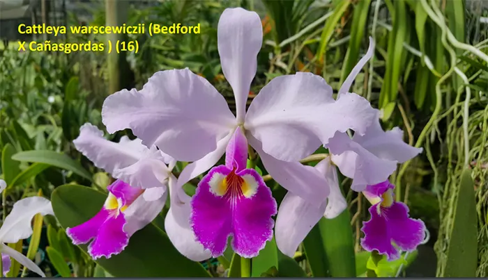 Cattleya warscewiczii 'Bedford' x 'Canasgordas'