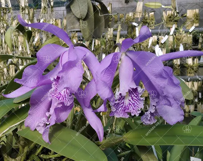 Cattleya maxima 'Nina' x self