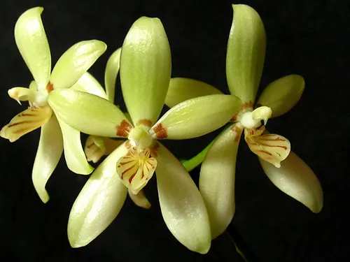 Phalaenopsis cochlearis