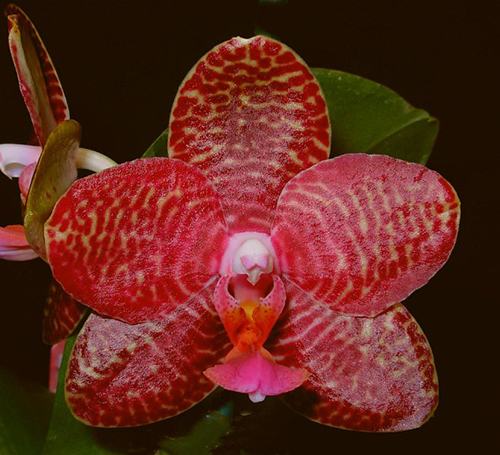 Phalaenopsis Perfection Is 'Chen'