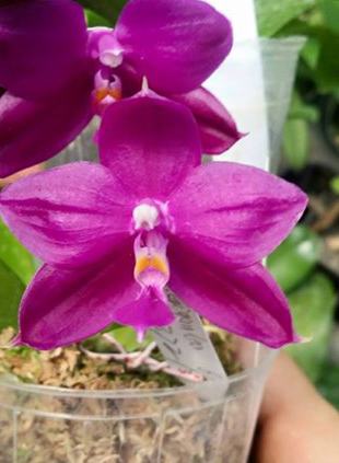 Phalaenopsis Yaphon Lueddemanniana Star (lueddemanniana x Su An Super Star)