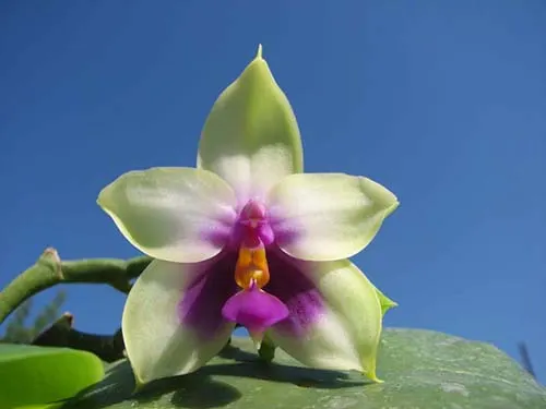 Phalaenopsis bellina x self big size
