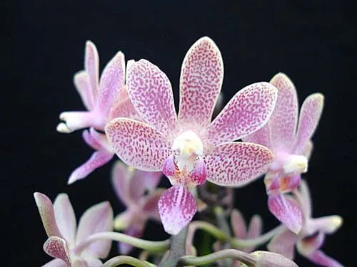 Phalaenopsis minus x Timothy Christopher