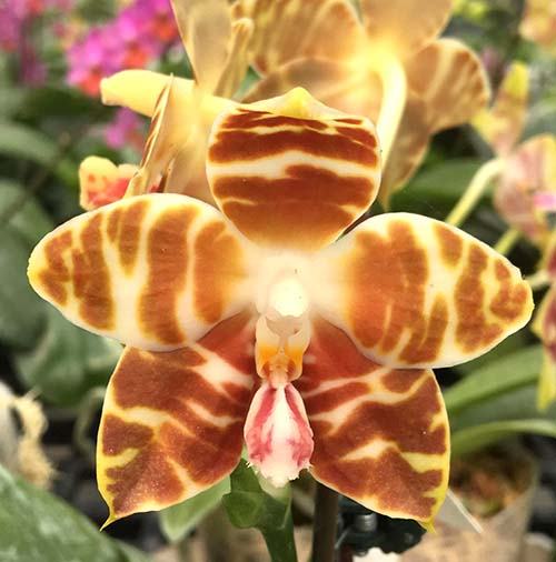 Phalaenopsis amboinensis v common