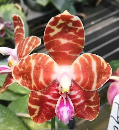 Phalaenopsis amboinensis 'I-Lan'