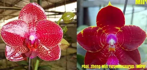 Phalaenopsis Mituo Sun x Zheng Min Tyrannosaurus