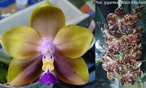 Phalaenopsis Mituo princess 'Blue' x gigantea