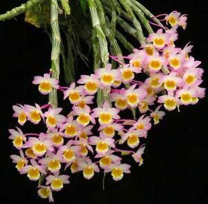 Dendrobium crepidatum