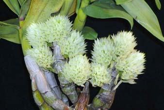 Dendrobium capituliflorum