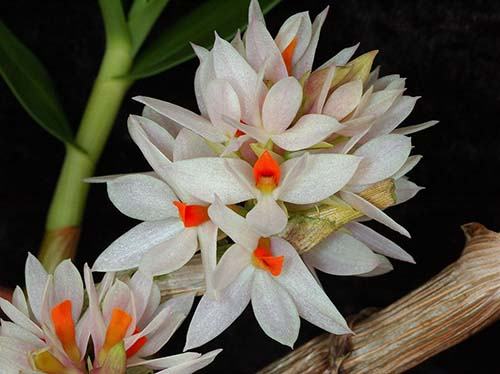 Dendrobium bracteosum alba