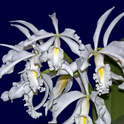 Cattleya maxima alba 'Francisco' x maxima alba 'Paloma'