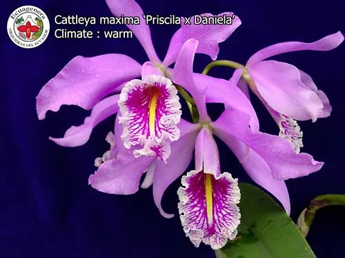 Cattleya maxima 'Priscila' x 'Daniela'