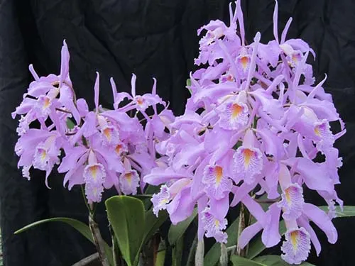 Cattleya maxima tall 'Jean'