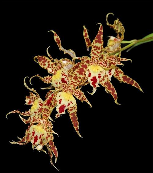 Odontoglossum naevium x andreettae