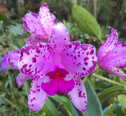 Cattleya amethystoglossa rubra 'Fabio' x rubra 'Bahia'
