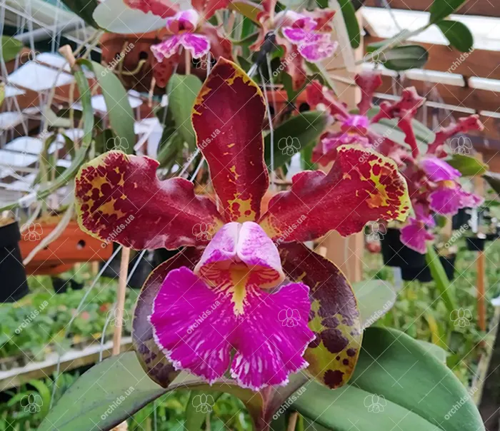 Cattleya schilleriana (Caliman x Xodo do Patrao)