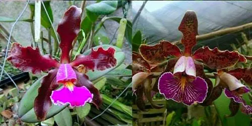Orquidário Fidelensis