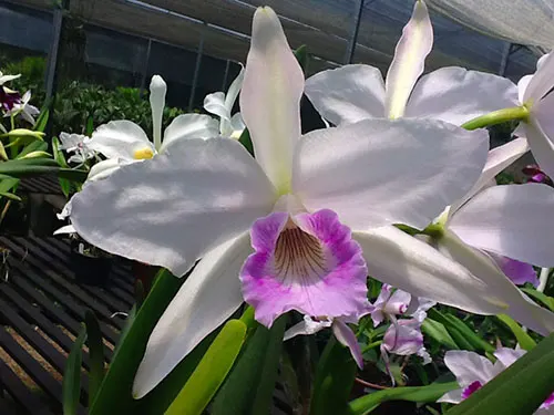 Laelia purpurata var russelliana 'Gracicata'