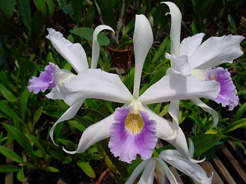 Laelia purpurata mandayana