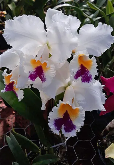 Cattleya Sonia Altenburg