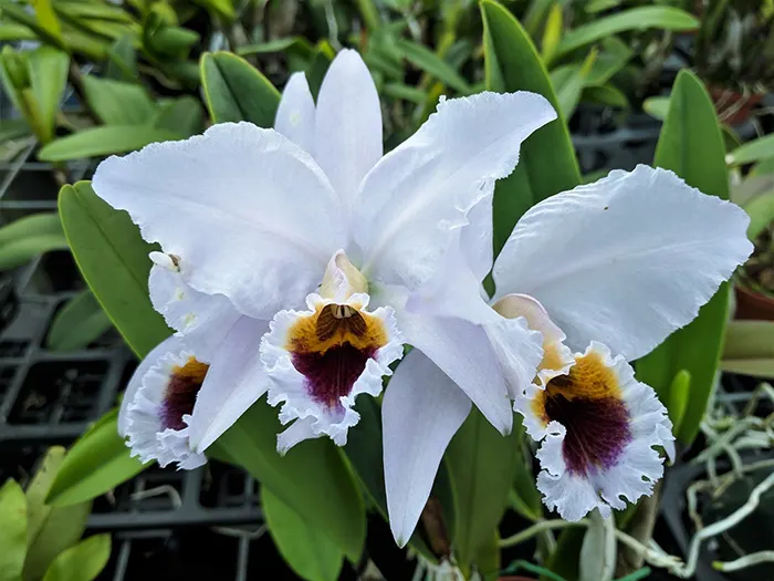 Cattleya percivaliana coerulea (Caliman) x self