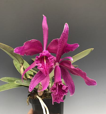 Cattleya maxima 'Natural World'