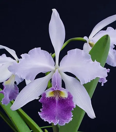 Cattleya warscewiczii coerulea ('Ituango' x 'SVO')