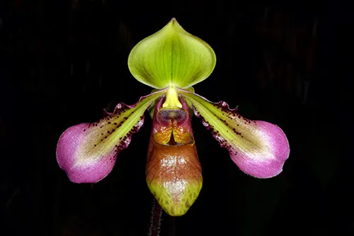 Paphiopedilum hookerae