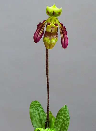 Paphiopedilum sangii