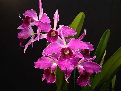 Laelia purpurata rubra x sanguinea
