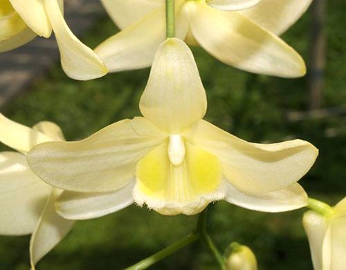 Dendrobium pulchellum alba