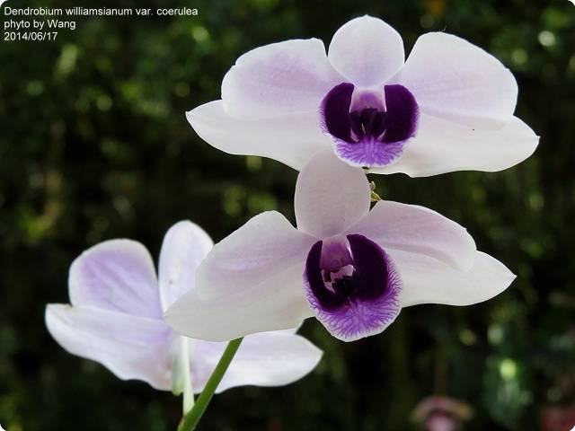 Dendrobium williamsianum