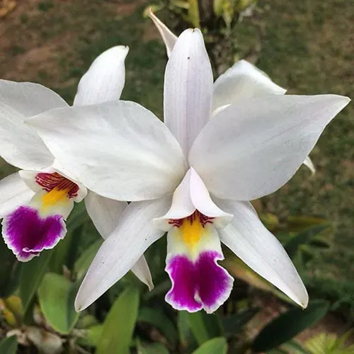 Laelia anceps semi alba