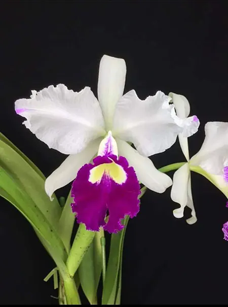 Cattleya warscewiczii semi-alba 'Love Dream'