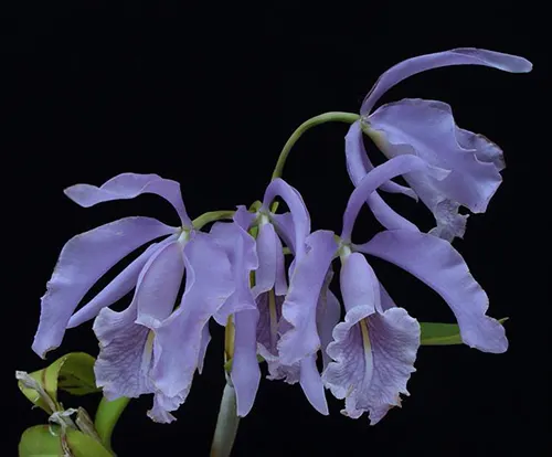 Cattleya maxima coerulea ’Hector’ x ‘Gigi-Autouro’